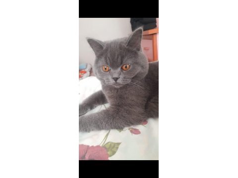 Kedimiz yuvasını arıyor 7 aylık british shorthair zeuss