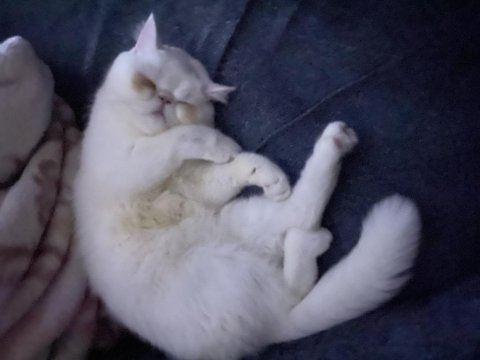 8 aylık dişi safkan exotic iran kedisi