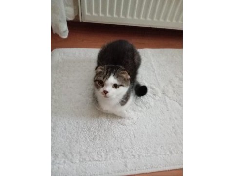 Scottish fold kedimiz