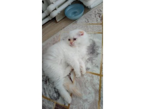 Scottish fold yavrularımıza yuva arıyoruz