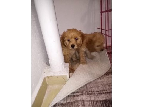 Oyuncu bebislerim yeni ailelerini bekliyor maltipoo
