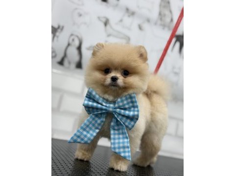 Teddy bear pomeranian boo efsane