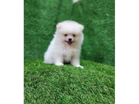 Pomeranian yavrular