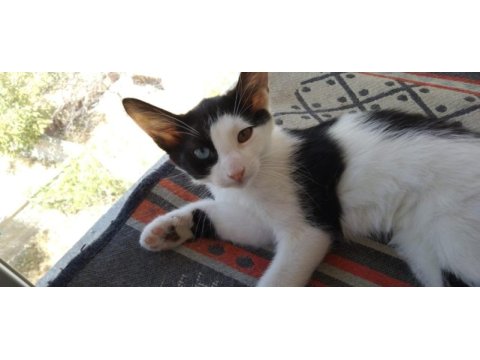 Farklı gözler ile farklı bir yavru kedim