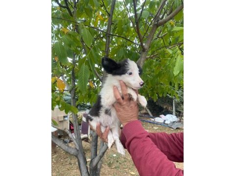 Petmode köpek çiftliğinden border collie yavrular
