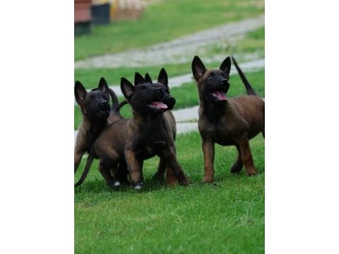 Belçika malinois yavruları 