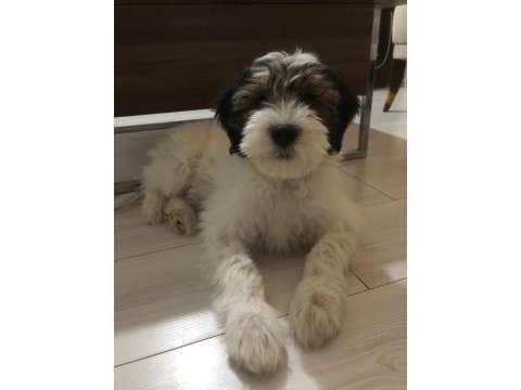 İzmir içi sahiplendirme morkie