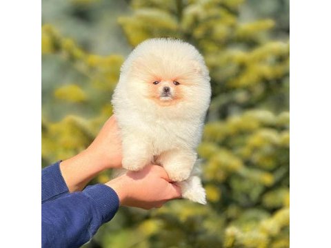 Ayı surat pomeranian