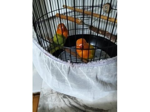 Cennet papağanı sevda papağanı 6 aylık