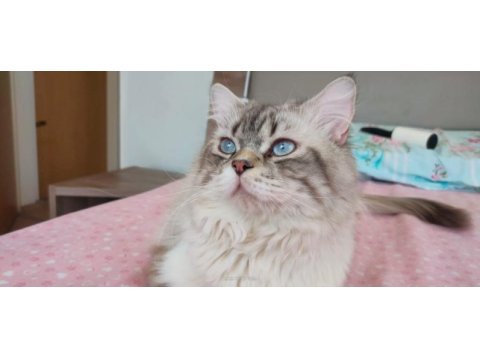 British longhair yavrular