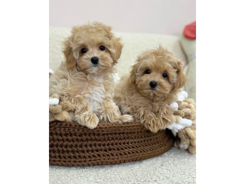 Veteriner kliniğinde teslim maltipoo bebekler