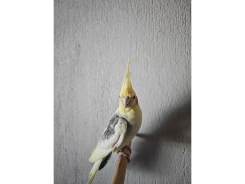 Kızgın erkek 2.5 yaşında sultan papağanı