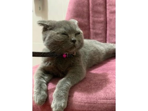 Sevimli dostumuza sıcak yuva scottish fold