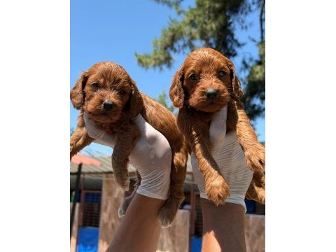 Sevimli maltipoo yavrularımız