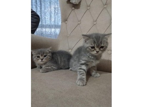 Saf cins sağlıklı british shorthair yavrular
