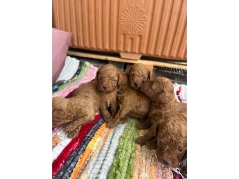 Toy poodle kore kan