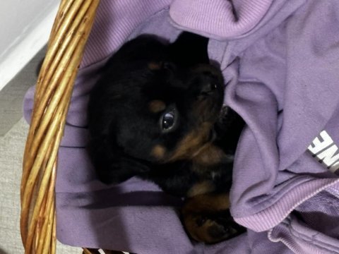 2 aylık sağlıklı temız rottweiler
