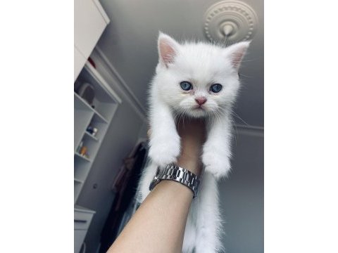 Masmavi saf british shorthair