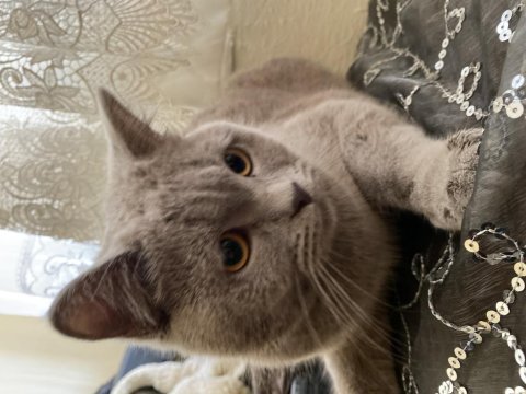 7 aylık british shorthair