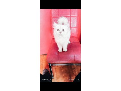 Ücretli british longhair silver dişi