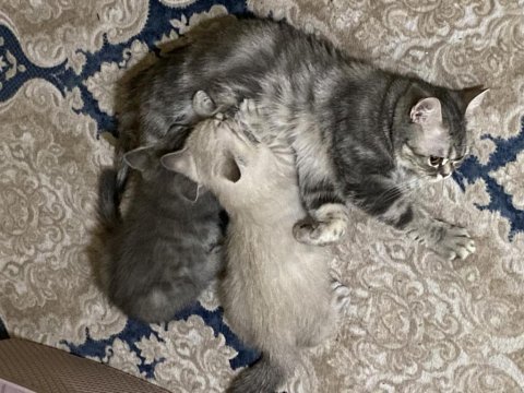 Erkek british ve american shorthair yavrular