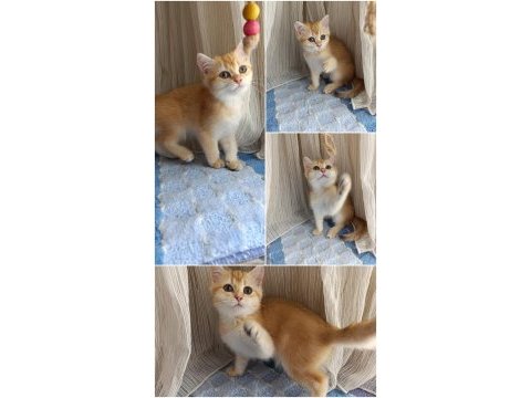 British shorthair golden yavru