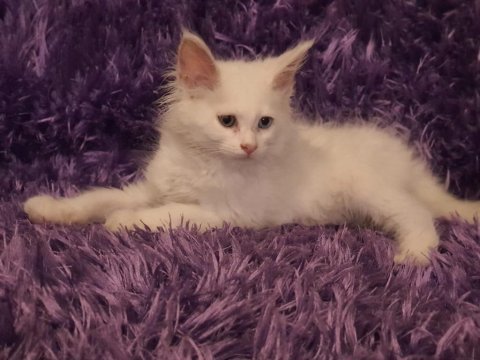 Maine coon yavrularımız