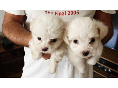 Maltese terrier a kalite mini mini bebeklerim