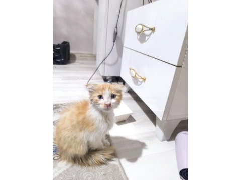 Kedimiz satılık değil sahiplendirilecektir