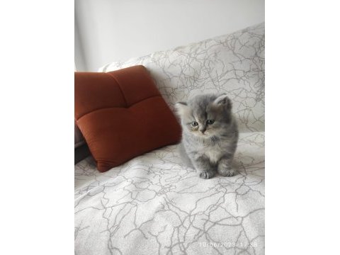 Çok sevimli oyuncu british longhair yavrumuz