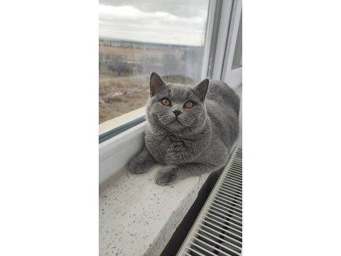 British shorthair 8 aylık