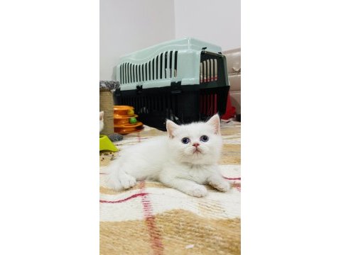 Orijinal british shorthair