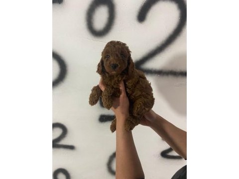 Red brown poodle yavrularım orijinal