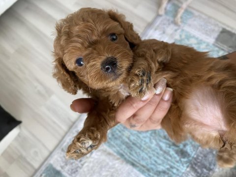 Poddle yavrularıma yuva arıyorum