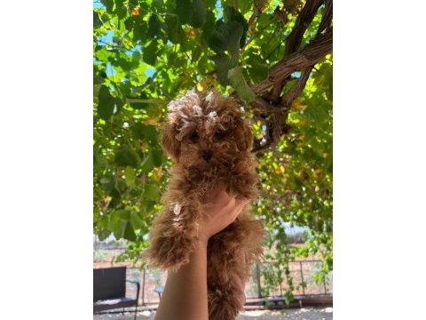 Sevimli toy poodle