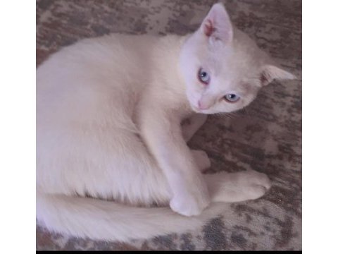 Scottish fold mavişe yuva arıyoruz