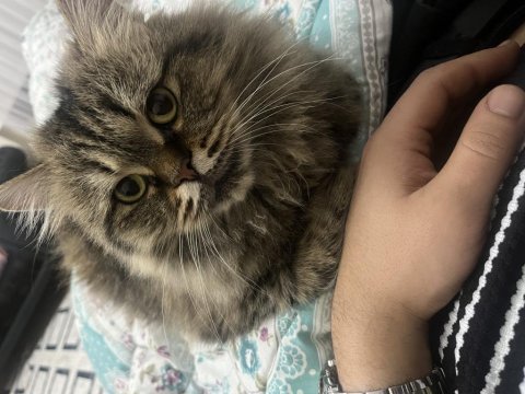 Kedimiz mia yı ücretsiz sahiplendiriyoruz
