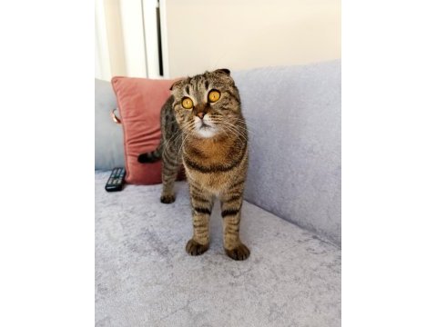 Scottish fold dişi kedimiz