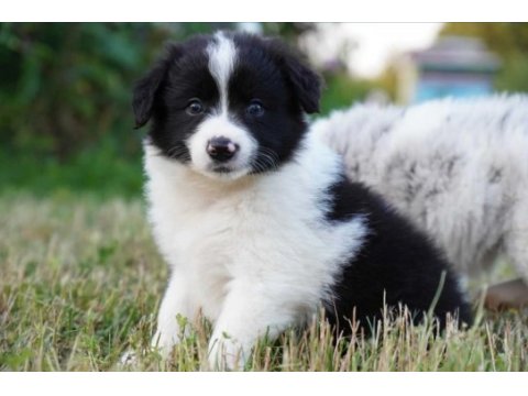 Border collie mükemmel yavrularımız