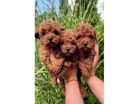 Toy poodle yavru