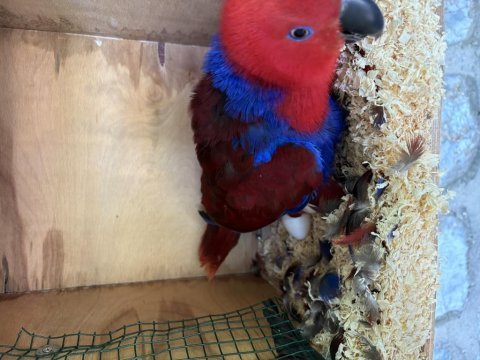 Resmi belgeli yavru veren konuşan eclectus çift papağanı
