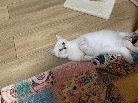 Uygun puanlı british shorthair erkek yavru