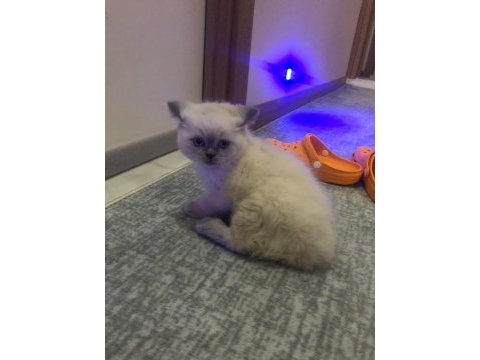 Blue point 50 günlük scottish fold