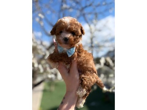 Maltipoo yavrularım