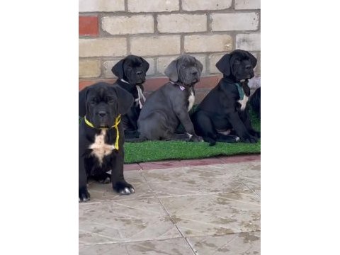 Ev ortamında yetiştirilmiş cane corso yavrularımız