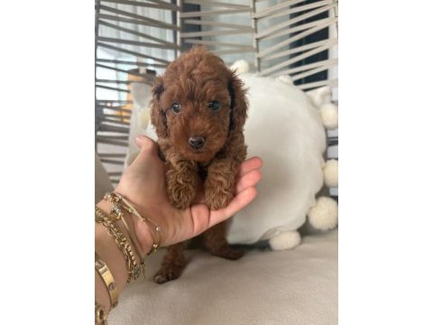 Minik poodle yavru yeni yuvalar arıyoruz 50 günlük