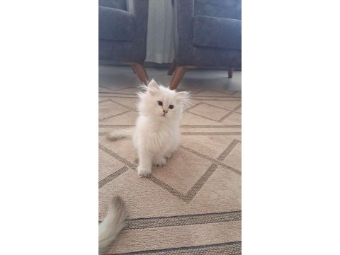 Uysal oyuncu 3 dişi ve 1 erkek british longhair yavrular