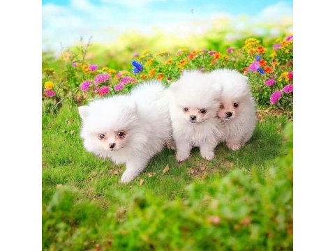 Pomeranian boo süt beyaz