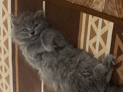 British longhair 25 mart doğumlu