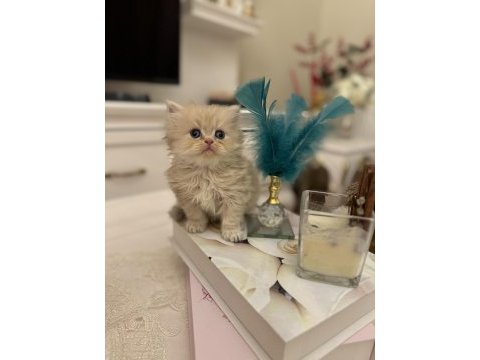 British longhair